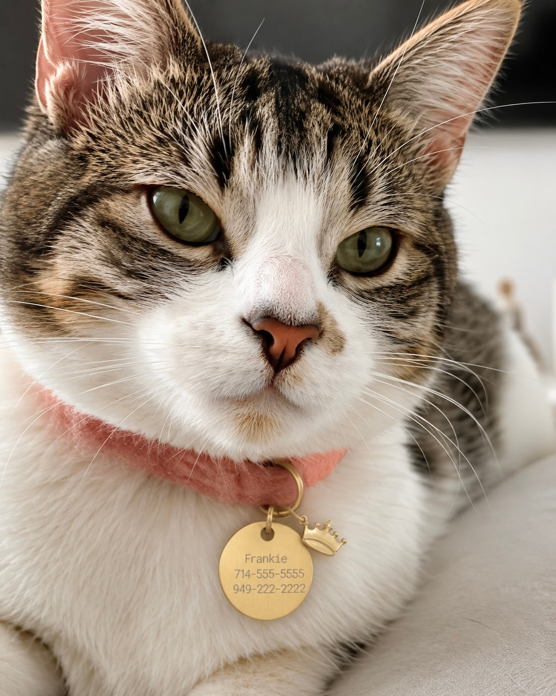 Pet Tag